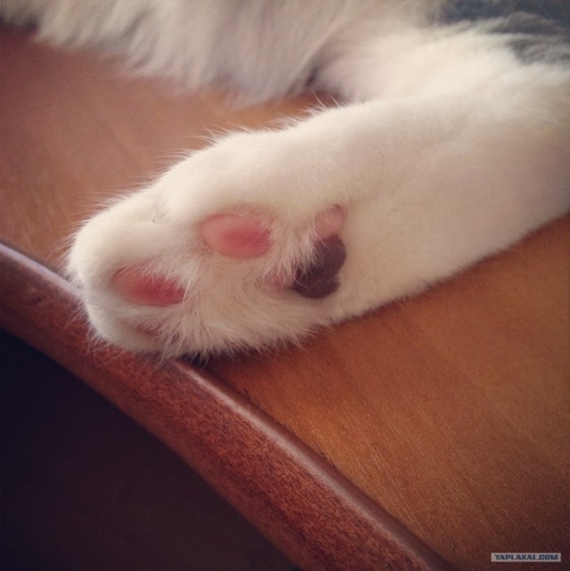 Котовторник 10. 07. 2012