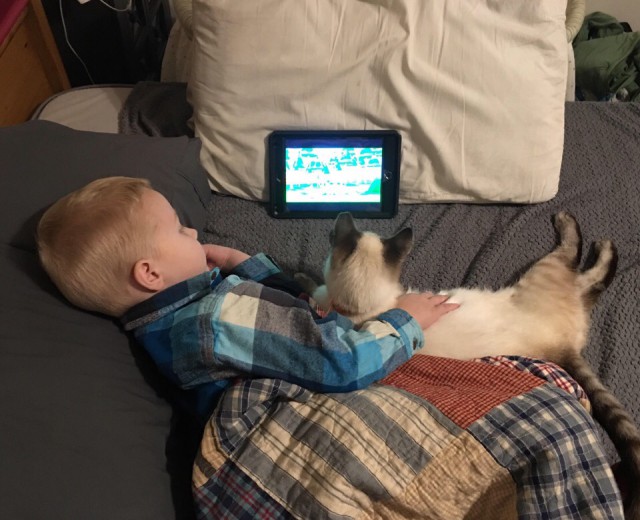 Прикольных котов пост