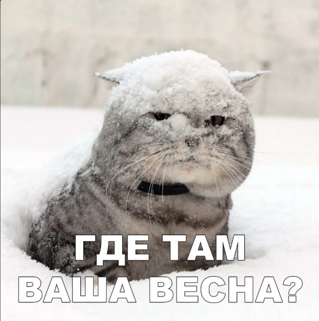 Забавные фото котеек