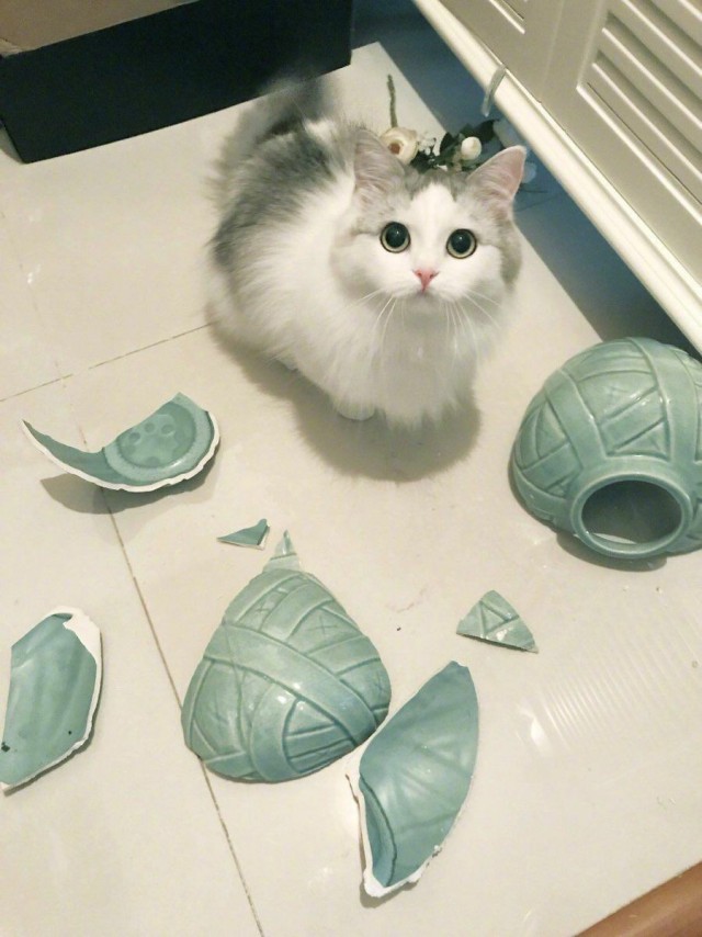 Забавные фото котеек