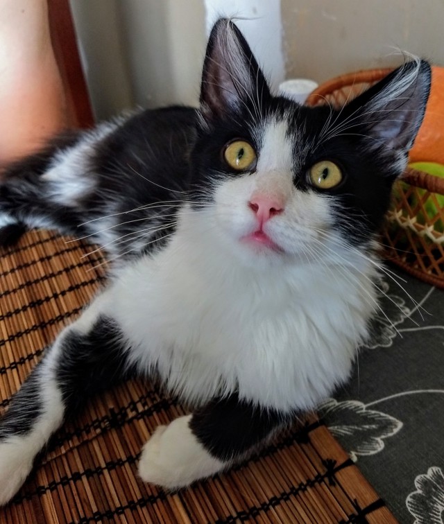 Забавные фото котеек
