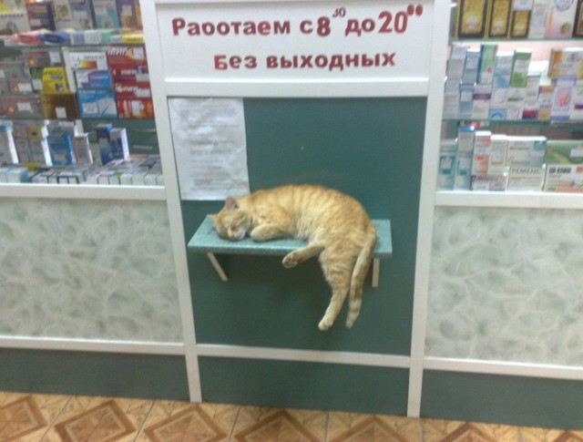 Забавные фото котеек