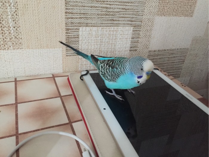 ЯП в кошках