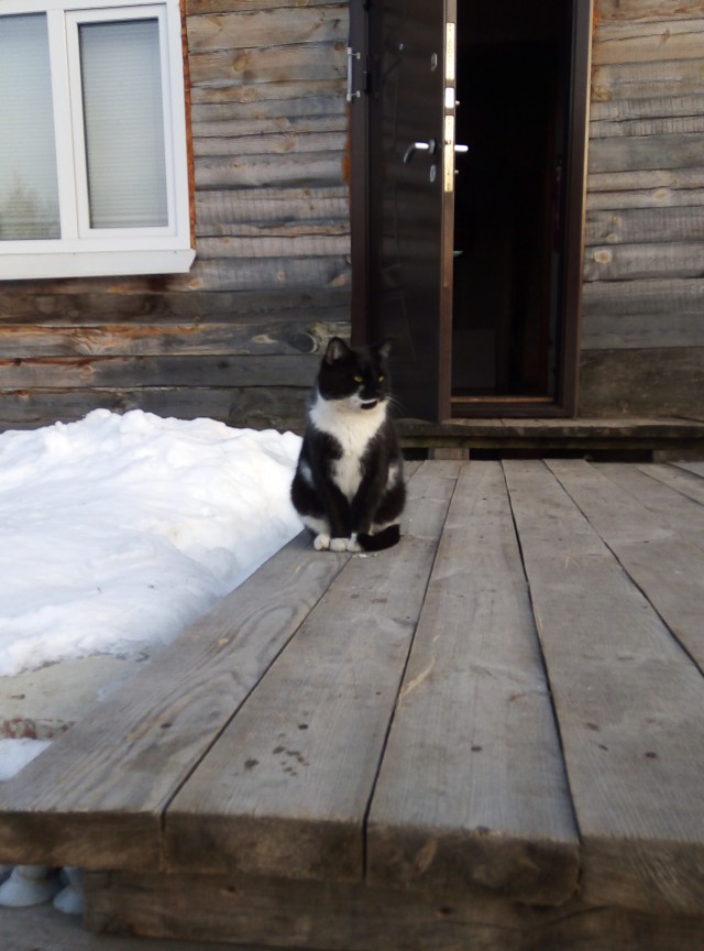 Деревенские котейки
