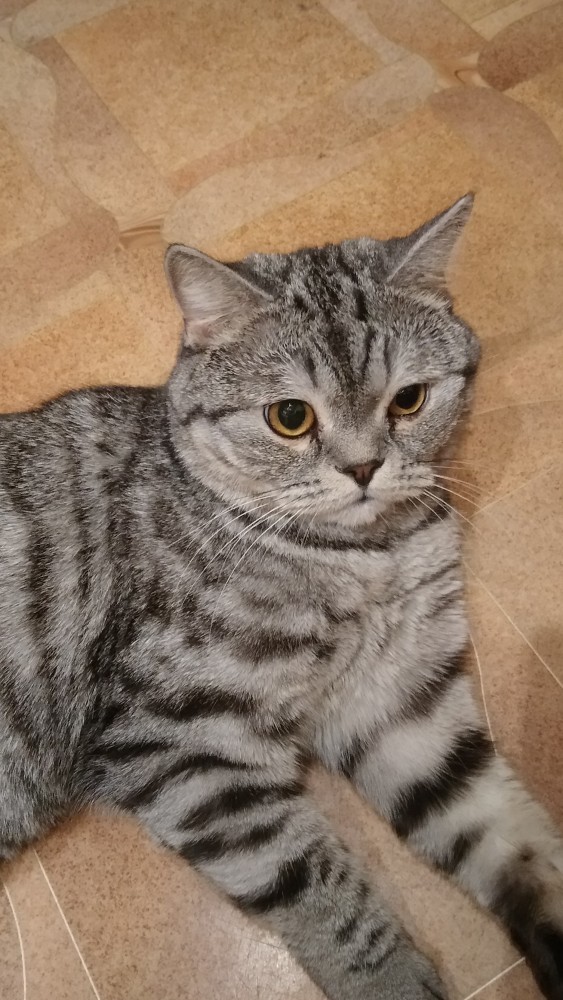 Ну, с котовторником!