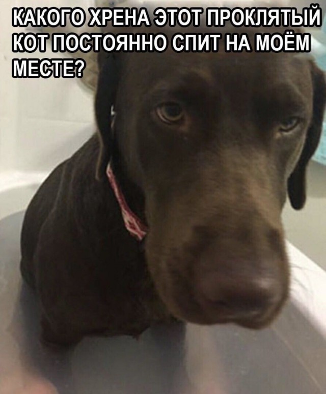 Чуток картинок не про вирус  18.0.  Животные