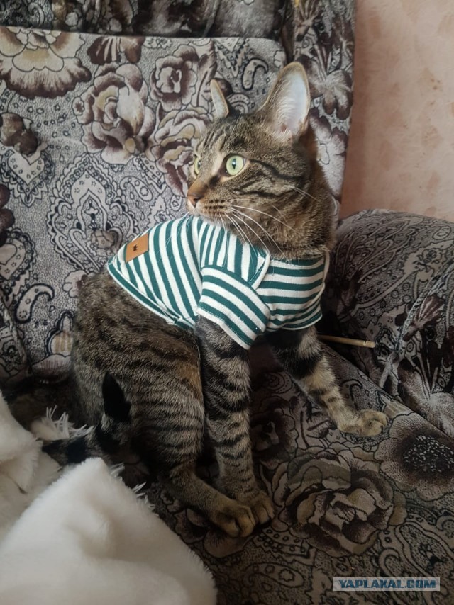 Котовторник 17.11.20