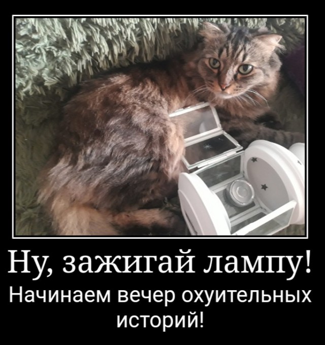 Котовторник 17.11.20