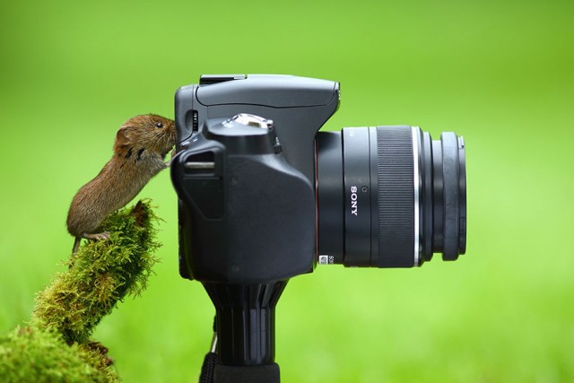 Пост шедевральной милоты: как любопытные животные мешают фотографам