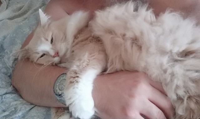 В постели с котом