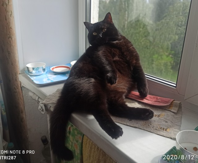 Котовторник. Добавляйте своих