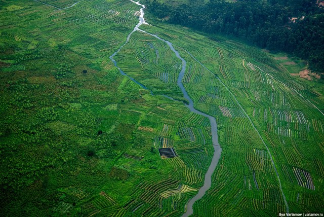 Уганда: самая настоящая Африка с гориллами и носорогами!