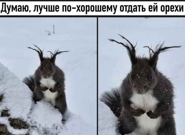 Мадам и месье бонжур