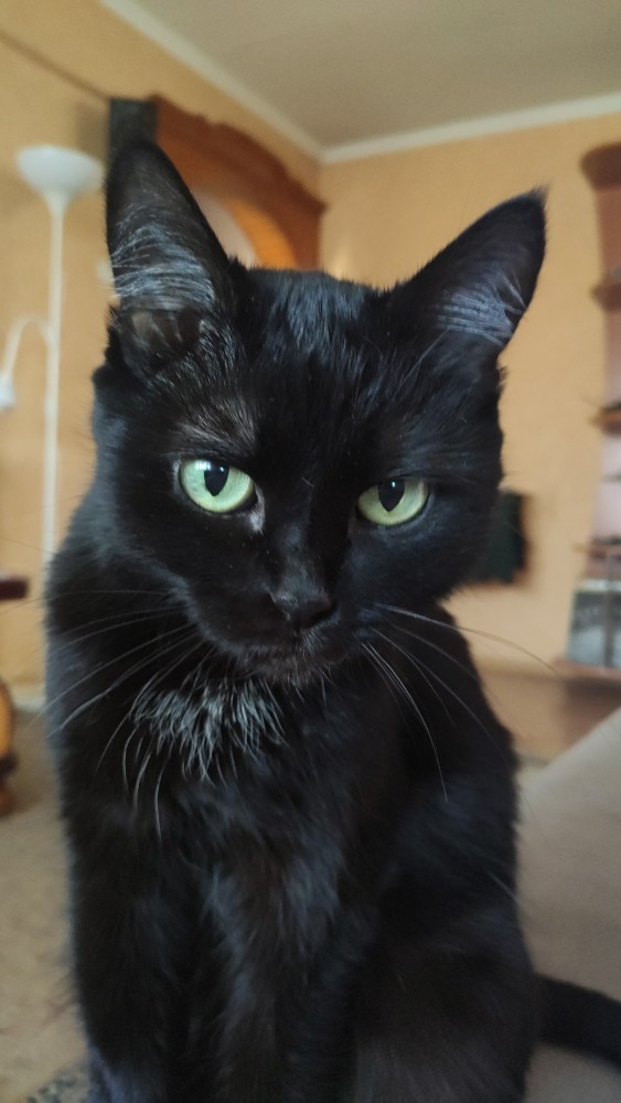 А котовторник уже начался?