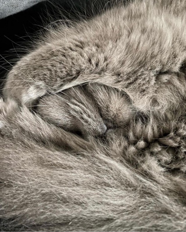 Разные котики