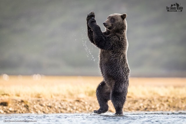 Лучшие фото конкурса Comedy Wildlife Photography Awards 2021