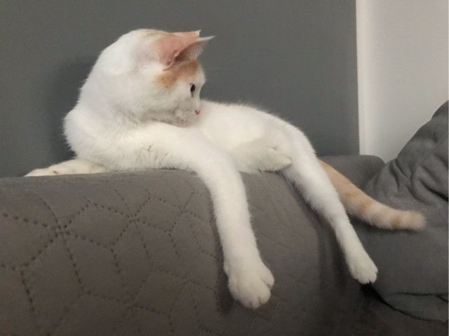 Котовторник 28.09.21