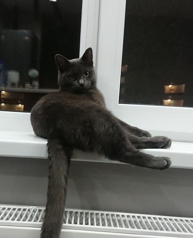Котовторник 05.10.21 г
