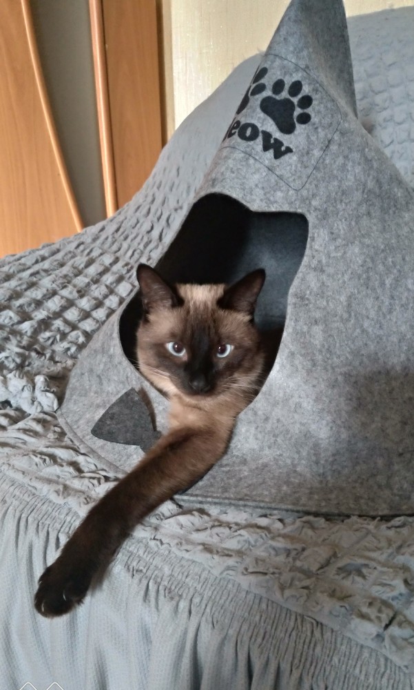 Котовторник