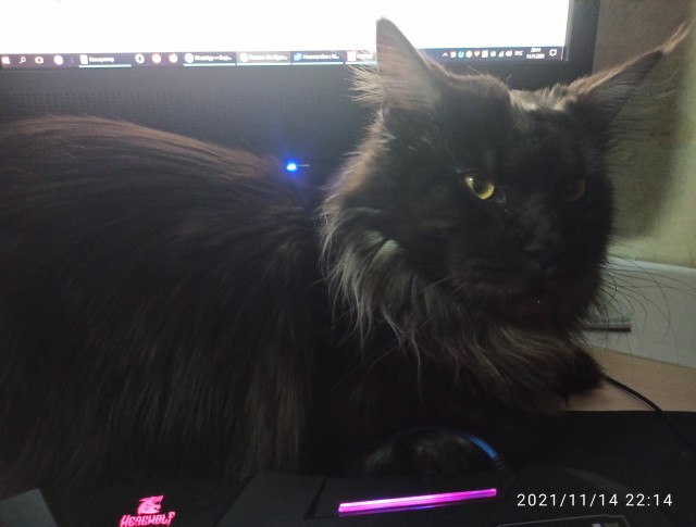 Котовторнику быть