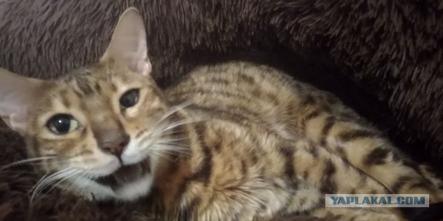 Котовторник вроде.