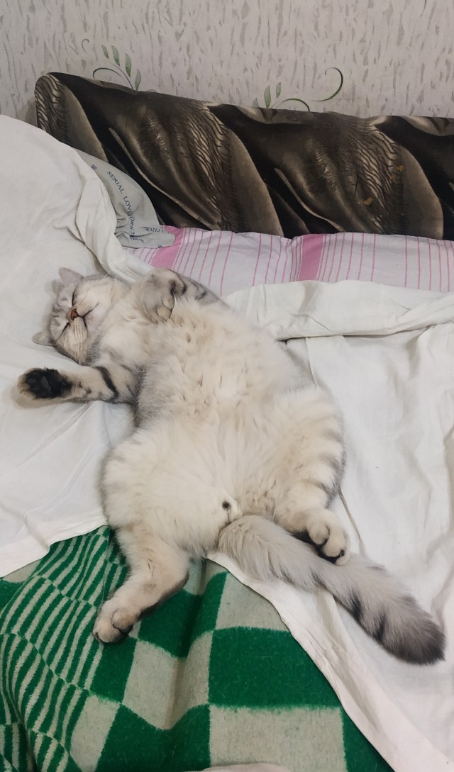 А ваши котейки че счас делают?
