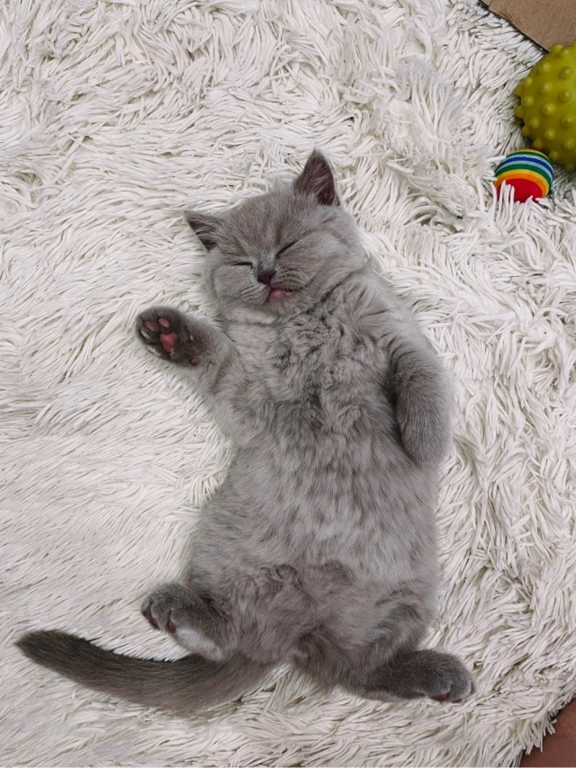 Маленкость