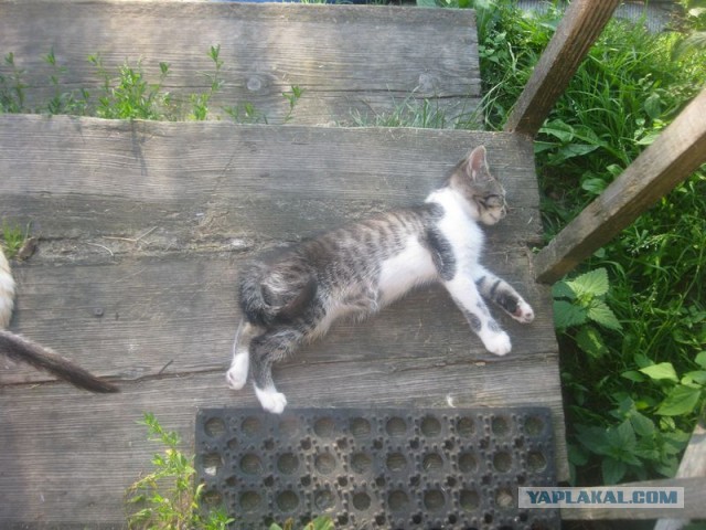 Жизнь домашнего приюта для котеек 406