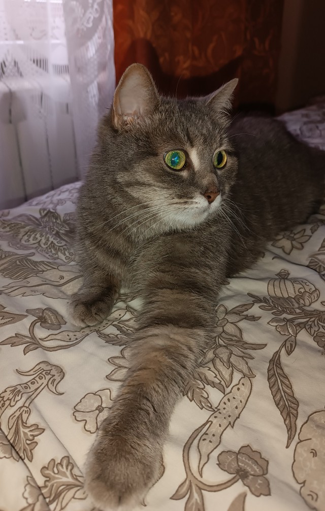 Котовторник 18.10.22