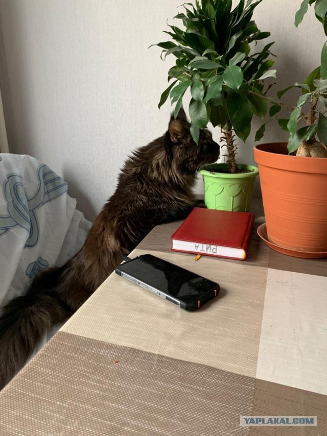 Котовторник. Котенок Кисель