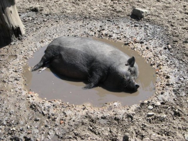 Зеленский хочет на море