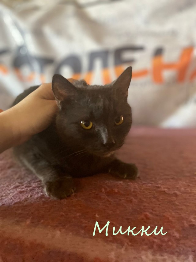 Жизнь домашнего приюта "Котоленд" 383