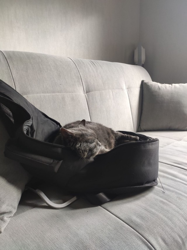 Ловушки для котов