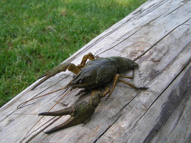 Сплав. Южный Буг.