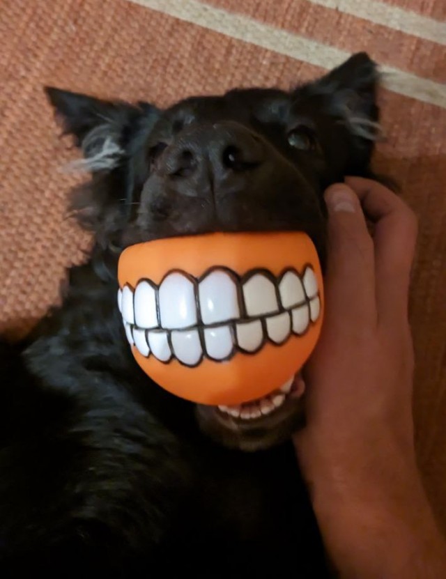 Comedy Pet Photo Awards 2020