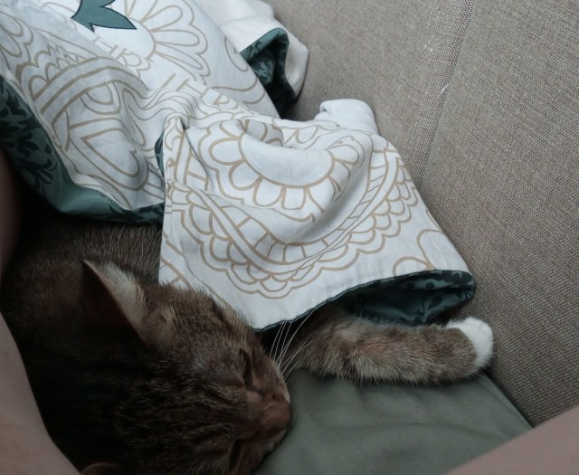Мой котяра