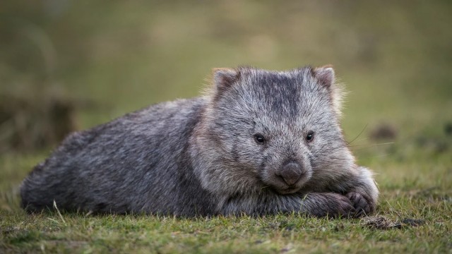 Топ-10 редких животных, которых уже очень трудно найти