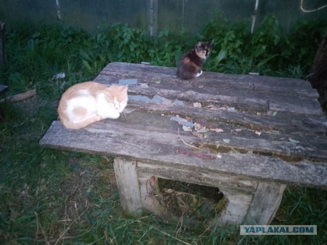 Жизнь домашнего приюта для котеек 501