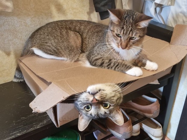 КотоДружба