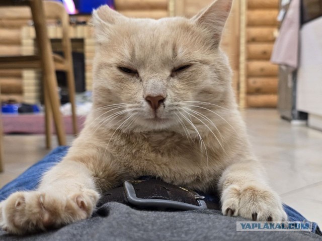 На котовторник