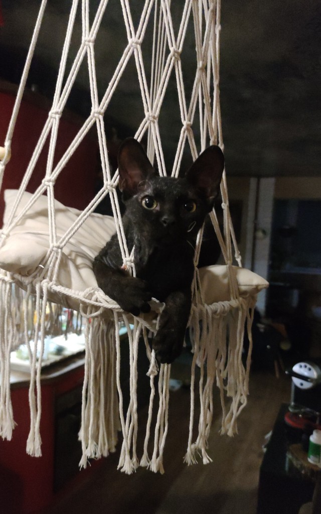 Киса и Котяра (котовторник)
