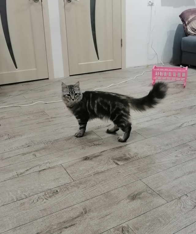 К котовторнику. Кот Роршаха