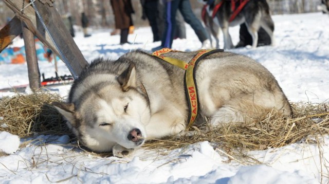 Москва зимняя и новогодняя. Часть вторая