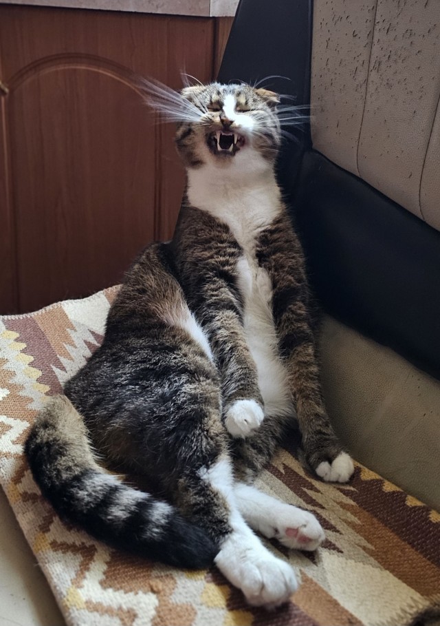 12 самых смешных котов в истории комического конкурса Comedy Pet Photography Awards