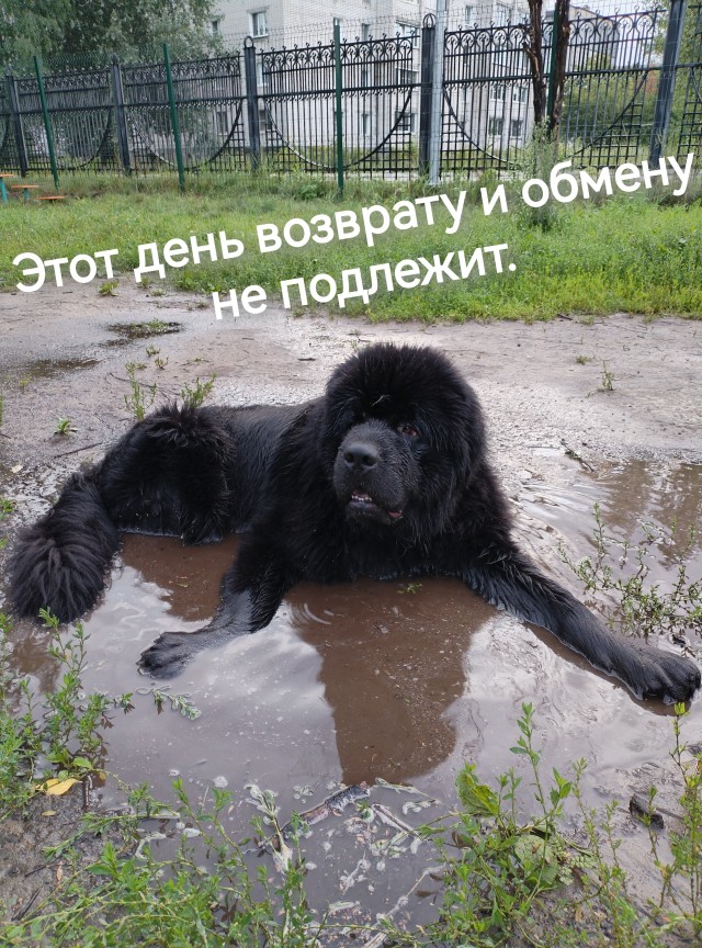 Собакочетверг!