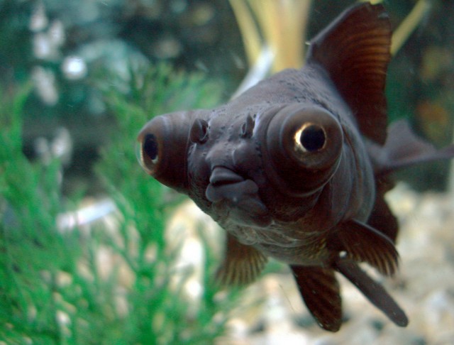 Между вторником и четвергом - котопёсие.