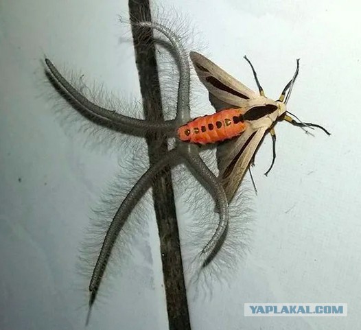 Арктиновая моль: монстр из ваших ночных кошмаров