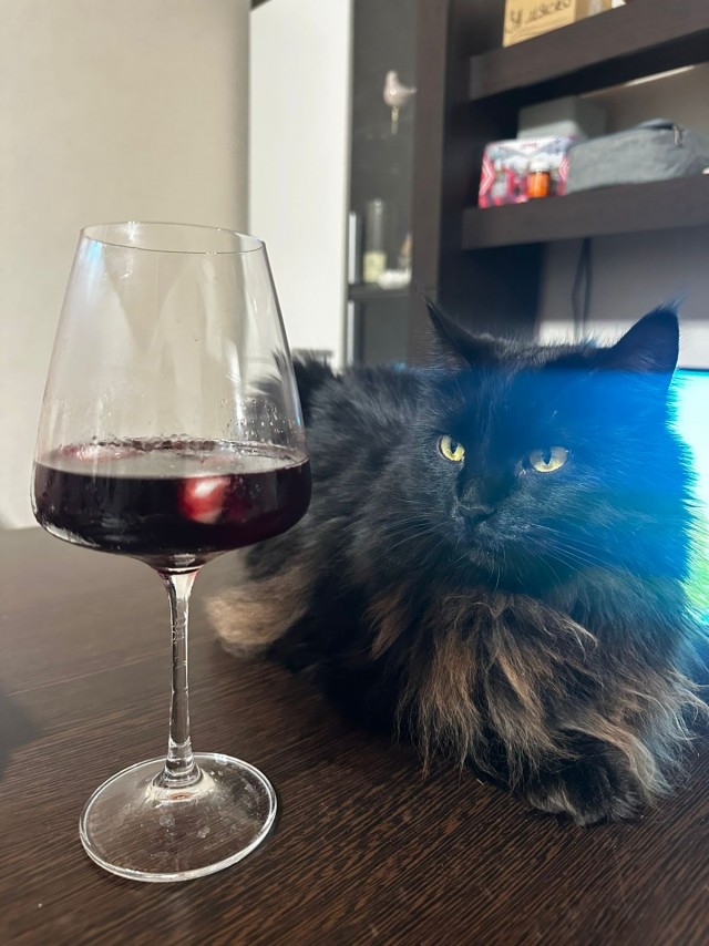 Котовторник