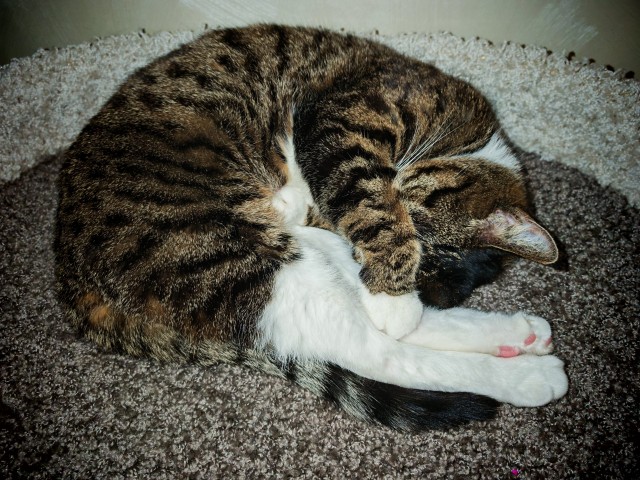 К-котовторник.