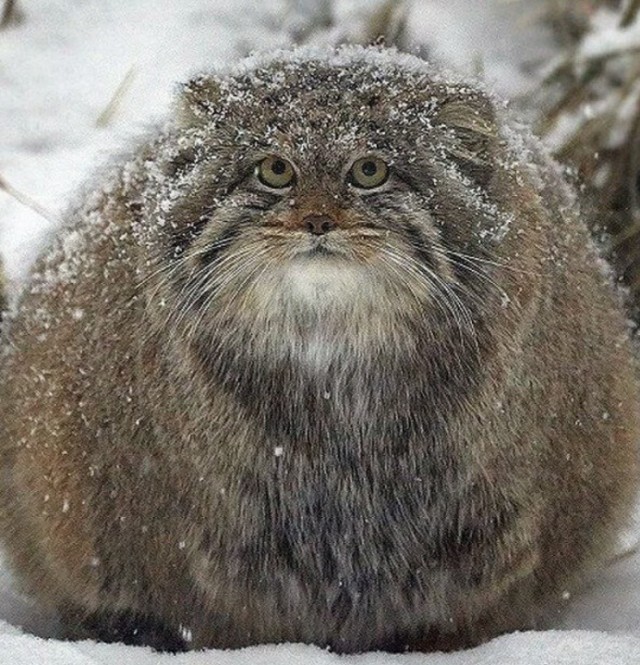 Шарик - *уярик?
